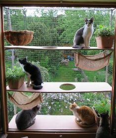 several cats are sitting in the window sill and looking out at the garden outside