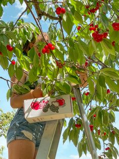 a woman picking cherries from a tree with a cherry box in her hand while standing on a ladder