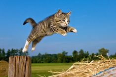 a cat jumping over a pile of hay