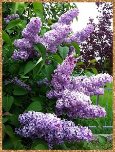 purple lilacs are blooming in the garden