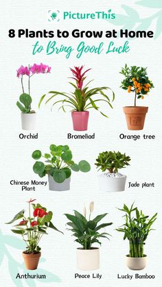 the 8 plants to grow at home to bring good luck