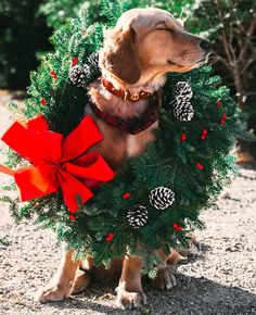 a dog wearing a christmas wreath with pine cones on it