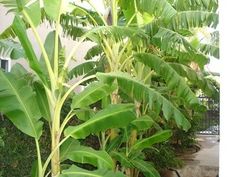 there are many large green plants in the garden outside on the sidewalk, and one plant is growing out of the ground