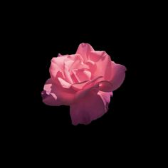 a single pink rose on a black background