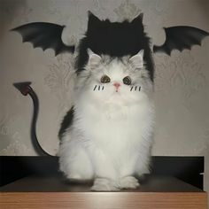 a white cat sitting on top of a wooden table next to a bat shaped object