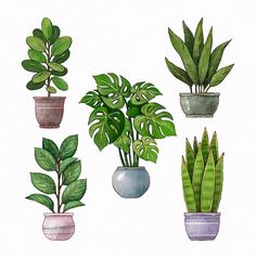 a collection of potted plants with text overlay that reads free png files