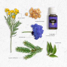 Valor Essential Oil Young Living, Valor Essential Oil Blend, Young Living Valor, Young Living Thieves Oil, Young Living Breathe Again, Valor Essential Oil, Longevity Young Living, Petitgrain Essential Oil, Young Living Lavender