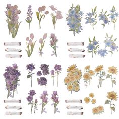 an assortment of flowers are shown on a white background