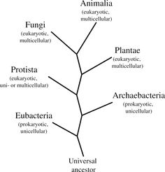 a tree diagram with all the main branches labeled in black and white, on a white background