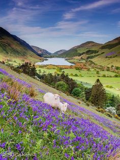 a sheep standing on top of a lush green hillside covered in purple flowers next to a lake