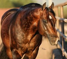 a brown horse standing next to a metal fence