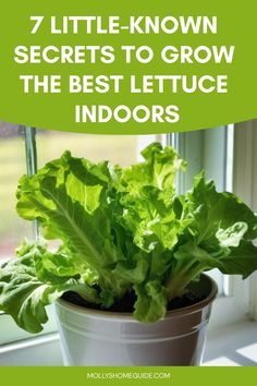 lettuce growing in a pot with the words 7 little - known secrets to grow the best lettuce indoors