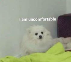 a small white dog sitting on top of a bed next to a green comforter