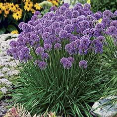 purple flowers are blooming in the garden next to some rocks and other colorful plants