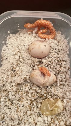 an assortment of food in a plastic container on top of rocks and gravel, including shrimp