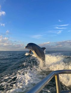 a dolphin jumping out of the water on a boat