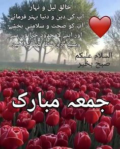 a field full of red tulips with the words, i love you in arabic