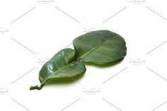 two green leaves on white background