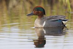 a close up of a duck in the water with grass in the backgroud