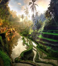 the sun is shining through the trees and over the water in the rice terraces, which are surrounded by palm trees