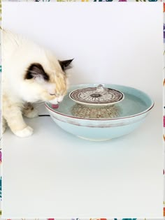 Looking to upgrade your cat's dining experience? Check out these 8 useful cat bowls ideas and tips to keep your furry friend happy and healthy. From interactive feeders to elevated dishes, find the perfect bowl to suit your feline companion's needs. Say goodbye to boring bowls and hello to mealtime excitement with these innovative cat bowl options. Diy Cat Fountain, Diy Cat Water Fountain, Cat Drinking Fountain, Bowls Ideas, Cat Water Bowl, Cat Fountain, Cat Water Fountain, Luxury Cat, Cat Food Bowl