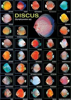 a poster showing different types of discus fish in the ocean, with descriptions and description