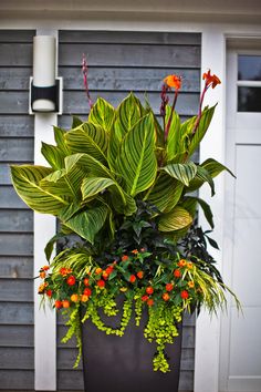 a large potted plant sitting on top of a wooden table next to a white door