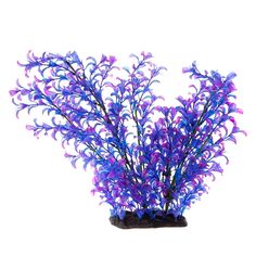 a blue and purple seaweed plant on a white background