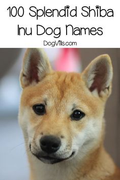 a dog with the words, 100 splendid shiba inu dog names