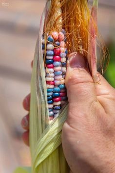 a hand holding a corn cob with colorful beads