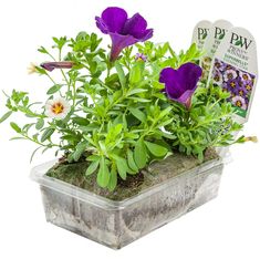 purple flowers in a plastic container with green leaves and plants growing out of the planter