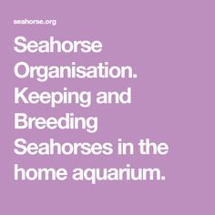 the words seahorse organization, keeping and breeding seahorses in the home aquarium