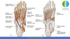 Foot Anatomy Cuboid Syndrome, Ligaments And Tendons, Muscle Anatomy, Heel Pain, In Addition, Muscles, Anatomy