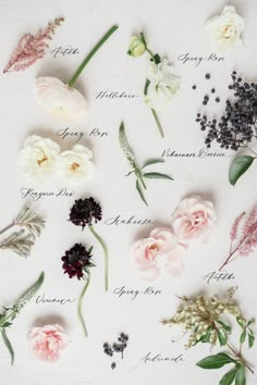 various flowers arranged on a white surface with the names of them in black and white