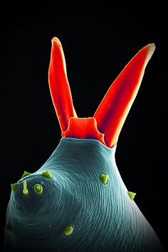 an image of a strange looking animal with green eyes and long ears on it's head