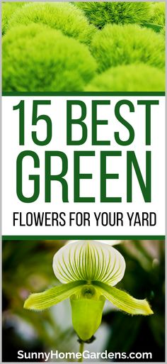 green plants with the words, 15 best green flowers for your yard on top of them