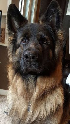 a dog sitting on the floor looking at the camera