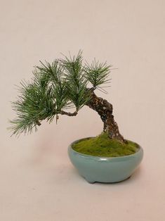 a small bonsai tree in a blue bowl