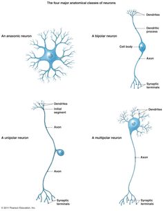 an image of the nervous system and its major branches, labeled in two different languages