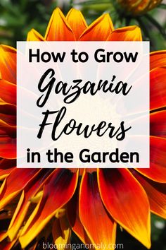 an orange flower with the words how to grow gazzaia flowers in the garden