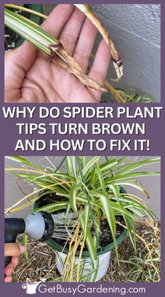 Spider Plant Care, Indoor Cactus Plants, Airplane Plant, Chlorophytum Comosum, Brown Tips, Luxury Kitchen Cabinets, Plants Under Trees, Plant Care Guide, Plant Tips