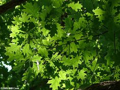 green leaves are hanging from the branches of trees