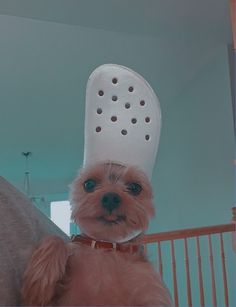 a small dog wearing a white hat with holes on it's head and collar