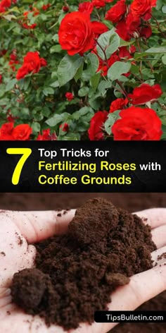 the top tips for fertiting roses with coffee grounds are shown in this image