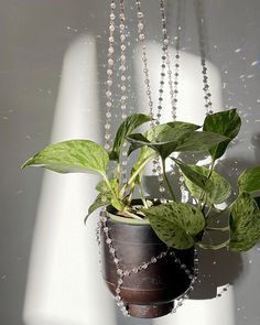 a potted plant hanging from a chain on a white wall next to a window