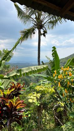 tropical vegetation and trees with mountains in the background