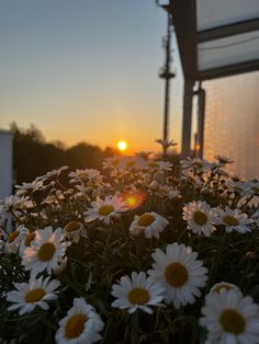 the sun is setting behind some daisies