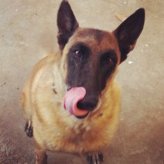 a brown dog with its tongue hanging out