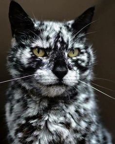 a black and white cat with yellow eyes