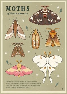 moths of north america poster